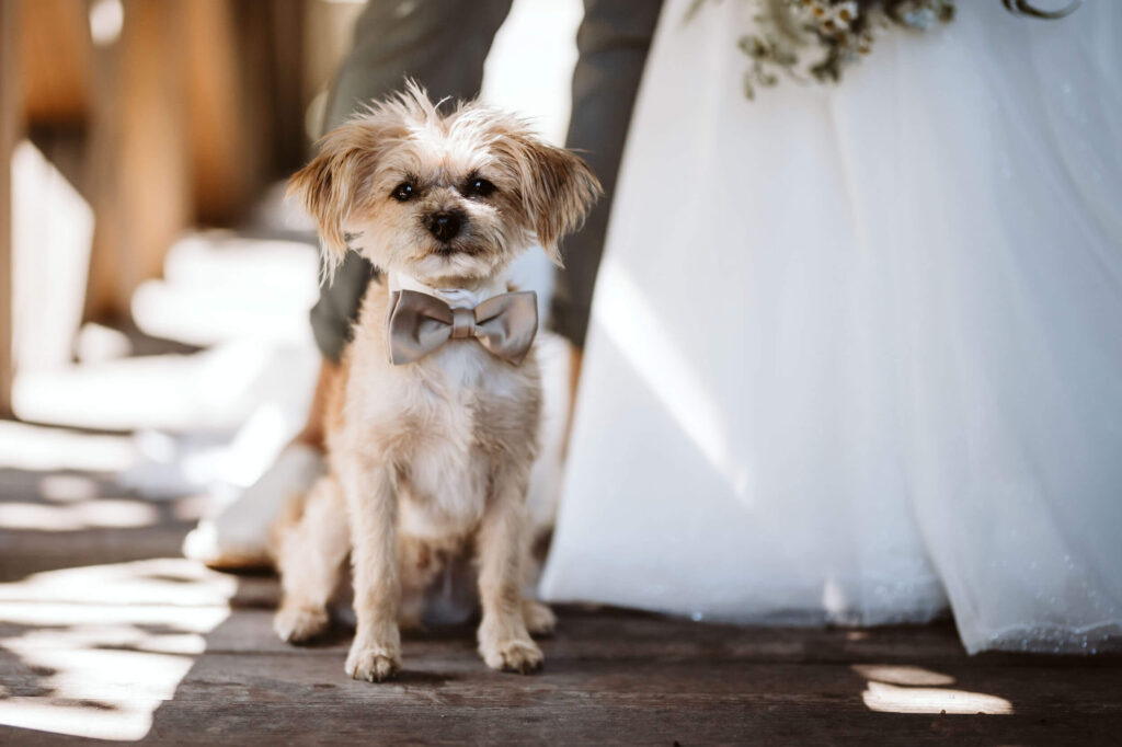 hochzeit-hund-brautpaarshooting